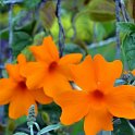 Thunbergia gregorii